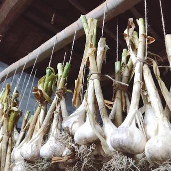 【全国一律送料】里山の平戸ニンニク バラ【農薬不使用】昔ながらの自然乾燥800g 平戸にんにく　800ｇ　送料込み 野菜/にんにく通販