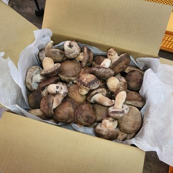 原木生椎茸】「京ぽんぽん」（1000g）京都府産 原木栽培 農薬不使用