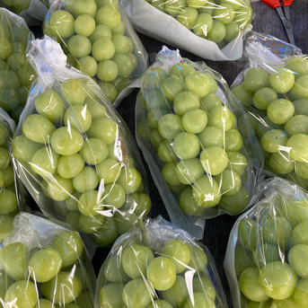 すぐ発送！約1.7キロ3-5房入樹上完熟シャインマスカット- 家庭用訳あり