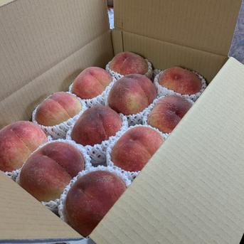 桃　おまかせBox 桃　2kg 果物/もも通販