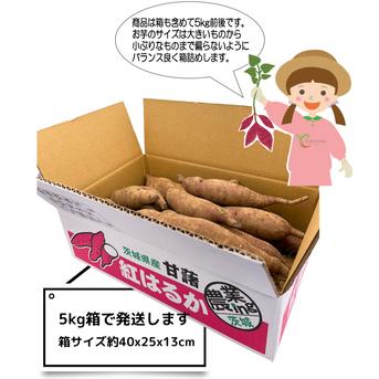 〇 90日間熟成しました 〇 熟成芋 農薬不使用 紅はるか（5kg）【期間