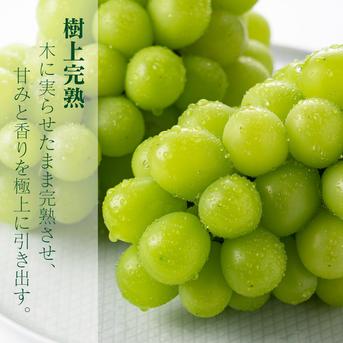 大特価】食べ比べセット 約2kg (サンシャインレッド2房+シャイン