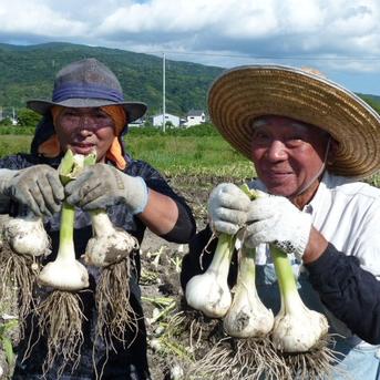 ジャンボにんにく　小さめ 当園のジャンボの中で「小さめ」商品 野菜/にんにく通販