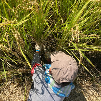 令和7年産お米 夢つくし玄米10kg特別栽培農法 | 米・穀物/玄米 産直