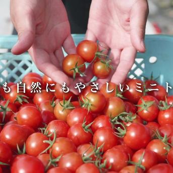 濃厚薄皮】冷蔵発送 2箱セット 青森県産 ミニトマト プチトマト