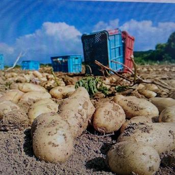 【北海道江差町産　メークイン】　　　沖縄・離島対応不可 ５キロ 野菜/じゃがいも通販