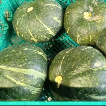 ドライカボチャ（500g） ドライカボチャ（500g） 野菜/野菜の加工品通販