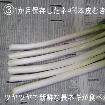 ⭕️至福の極甘ネギ⭕️超極太❗3Lサイズ◇17本 約4.4kg✨ ⭕️超極太❗3Lサイズ◇17本 約4.4kg✨ 野菜/ねぎ通販