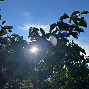 上品な甘さサクサク 新品種『紀州てまり』ご家庭用中玉混合約2kg