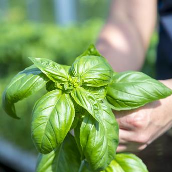 温室野菜 sano 無添加 生バジルソース（１３０g×３） １３０g×３ 調味料/ソース通販