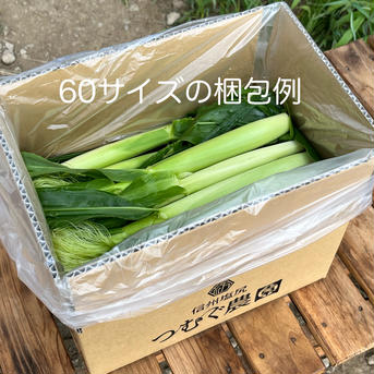 80[信州産] 旬の朝採り！ナウでヤングなコーン 80サイズ箱込5kg以内(50～60本目安) 野菜/とうもろこし通販