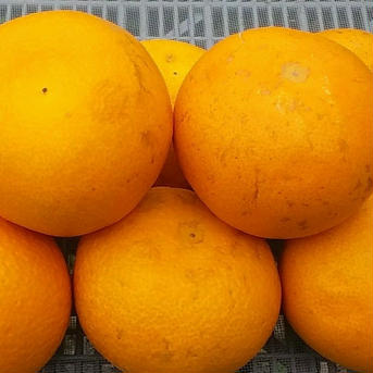【水分たっぷり八朔】残りわずか(はっさく)4kg和歌山産「冷蔵便」北海道料金特別区別途 4kg 果物/オレンジ・その他みかん通販