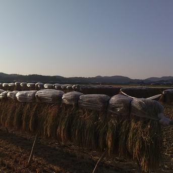 お米🍚 新米 【ヒノヒカリ】 5kg袋x4袋(合計20kg) 米・穀物/米/精米通販