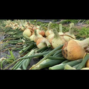 【ジュワ玉】保存性抜群！ネオアース玉ねぎBOX 2k 野菜/玉ねぎ通販
