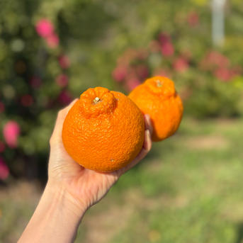 濃厚な甘さ！不知火（しらぬい）約2.5kg 愛媛県産 ｜ 果物/オレンジ