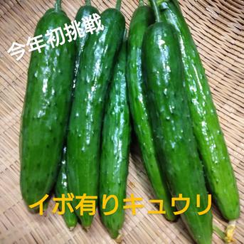 イボ有りキュウリと3色オクラのセット 2kg以内入るだけ 野菜/野菜セット・詰め合わせ通販