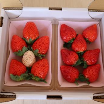 特選3箱 とちあいかとスカイベリー+白いちごのセット 特選３箱  果物/いちご通販