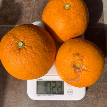 10％増量【訳あり】爽やか甘夏１．５ｋｇ+150g［農薬・化学肥料不使用］ 1.65ｋｇ 果物/オレンジ・その他みかん通販