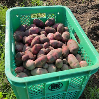 無農薬、化学肥料不使用で育ったデストロイヤー ｜ 野菜/じゃがいも