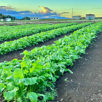(Lサイズ) 信州産 [レシピ付] 寒波で甘ウマ！ド旬の野沢菜 野沢菜100サイズ箱に入るだけ(9kg程度) 野菜/葉物通販
