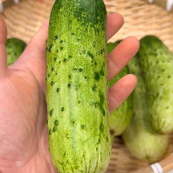 希少品種】わんぱく坊主きゅうり 1kg（6~9本程度） 驚きのパリシャキ食