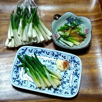 庄内あさつき　100g×５袋 100g×５袋 野菜/その他野菜通販