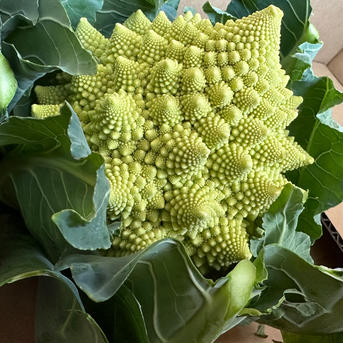 大根とロマネスコセット 5.5キロ 野菜/野菜セット・詰め合わせ通販