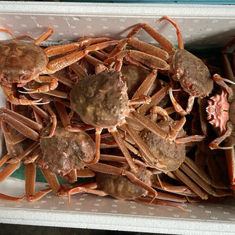 北海道産天然訳あり生オオズワイガニ120サイズ17杯ほど ｜ 魚介類/カニ