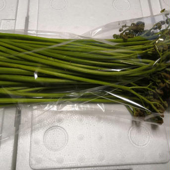 なべくら高原産・ワラビ1kg 1 kg 野菜/山菜通販