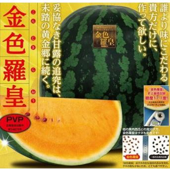 旬祭限定】《予約》尾花沢大玉スイカ 金色羅王 L 1玉 6~7kg 糖度17度