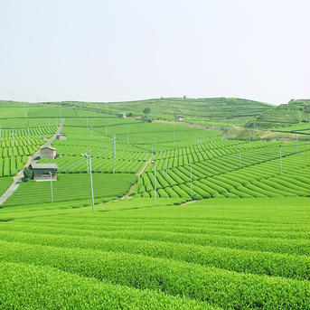 八女茶／煎茶　夢 100g お茶/緑茶通販