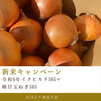 新米キャンペーン　　新米イクヒカリ5キロ＋極甘玉ねぎ5キロ イクヒカリ5kg 玉ねぎ5kg 米・穀物/お米セット・詰め合わせ通販