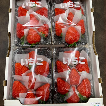 ★ 食べ頃 大粒 ★ 紅ほっぺ（4パック入り） 1,160g（290g ×4パック） 果物/いちご通販