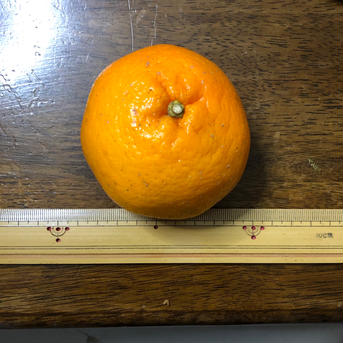 はるみ9.5kg、ひじき40×4セット 9.5kg 果物/オレンジ・その他みかん通販