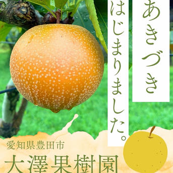 あきづき梨 12個入 大玉 5キロ箱 秀品 ｜ 果物/梨 産直アウル 農家