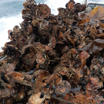 厳寒期しか食べられない❗サロマ湖の『生牡蠣』２年剥き身になります 500g×2本=1㎏ 魚介類/牡蠣通販