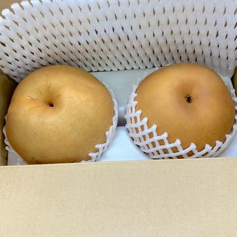選果落ち 訳あり商品】熊本県産 ジャンボ 梨 新高 箱込み 合計約1.1kg 