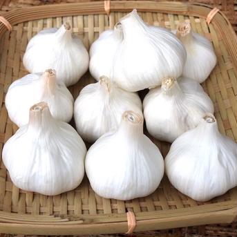 <6月下旬より順次発送>熊本の甘みのあるマイルドにんにくM玉10個　農薬・化学肥料不使用 M玉10個 野菜/にんにく通販