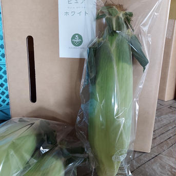 白いとうもろこしピュアホワイト 6本 野菜/とうもろこし通販