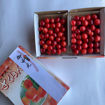 朝どりさくらんぼを直送！M～２Lサイズ1kg(500gﾊﾟｯｸ×2）ご自宅用（佐藤錦または紅秀峰） M～２Lサイズ1kg(500gﾊﾟｯｸ×2）ご自宅用（佐藤錦または紅秀峰） 果物/さくらんぼ通販