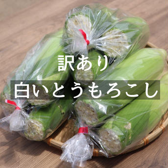 【訳あり21本入】糖度20度超え!白いとうもろこし「雪やこんコーン」 先端カット商品21本入り 野菜/とうもろこし通販