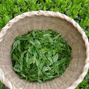 2022年各種1000個販売達成‼︎ 粉末茶 4つセット(煎茶、玄米茶、ほうじ茶、抹茶) 煎茶、玄米茶、ほうじ茶各40g、抹茶30g お茶/緑茶通販