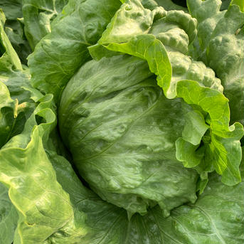 淡路島のレタス🥬と新玉ねぎセット🧅！レタス1玉、新玉ねぎ1kg レタス1玉、新玉ねぎ1kg 野菜/野菜セット・詰め合わせ通販