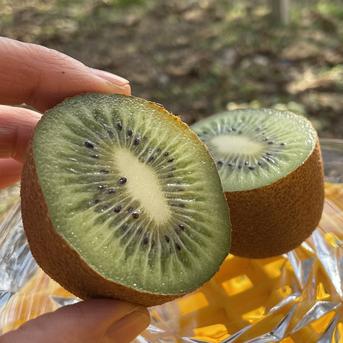 mskキウイつる キウイのつるのリース | lovrik