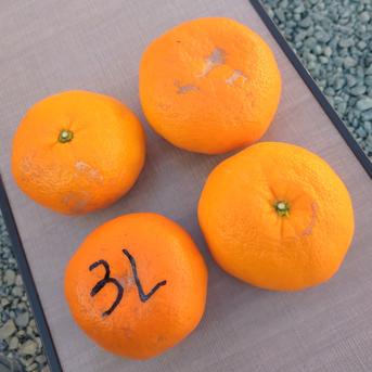 安間農園の三岳みかん🍊【超大玉】 8kg~10kg 果物/温州みかん通販