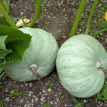 北海道森町産かぼちゃセット4kg（函館スノー・函館黒船） ｜ 野菜