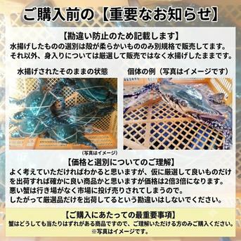 活ワタリガニ オス大 4kg（約12杯）渡り蟹 ガザミ 梭子蟹 ケジャン