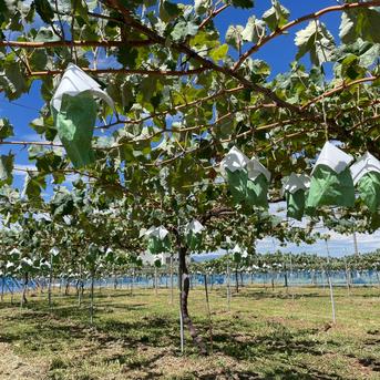 ☆信州のぶどうを食べ比べ☆ 長野県オリジナル品種クイーンルージュ1