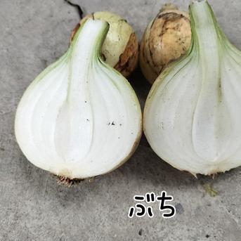 農家直送　淡路島産　訳あり　玉ねぎ３キロ＆赤玉ねぎ2キロ 5キロ 野菜/玉ねぎ通販