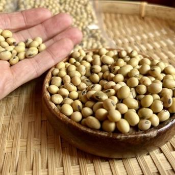 奥出雲産自然栽培八天狗豆 ｜ 野菜/豆類 産直アウル 農家・漁師など